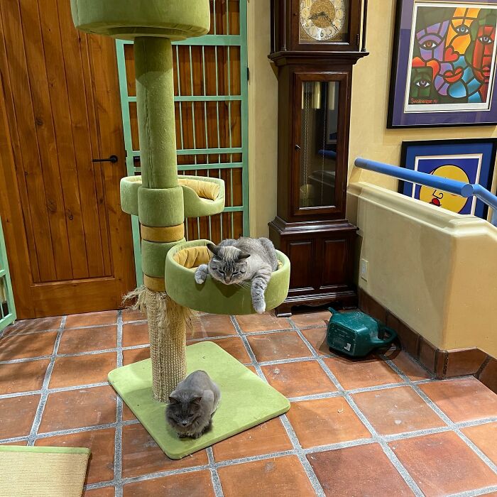 Este hombre diseñó la casa perfecta para sus más de 20 gatos rescatados