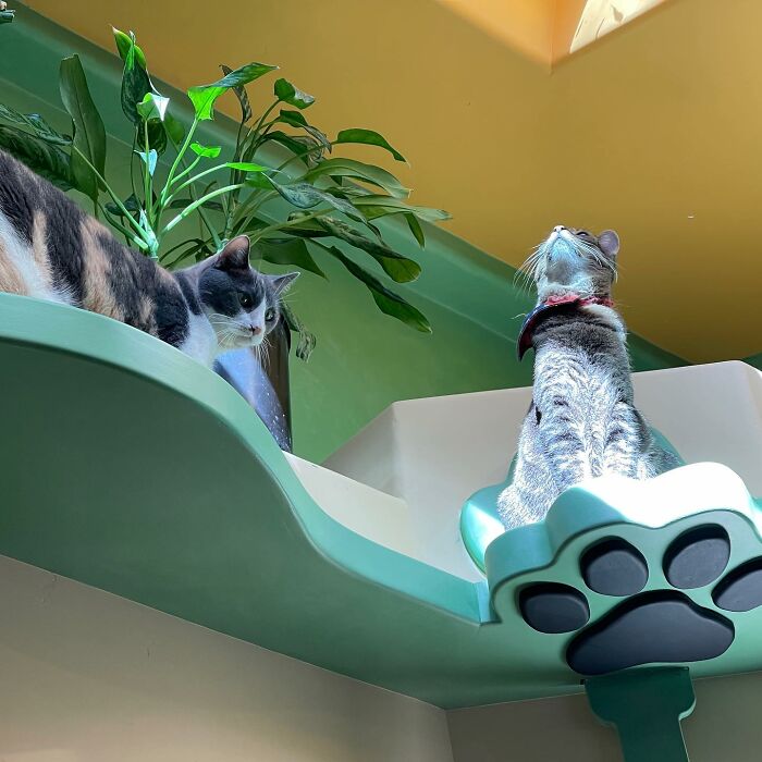 Este hombre diseñó la casa perfecta para sus más de 20 gatos rescatados
