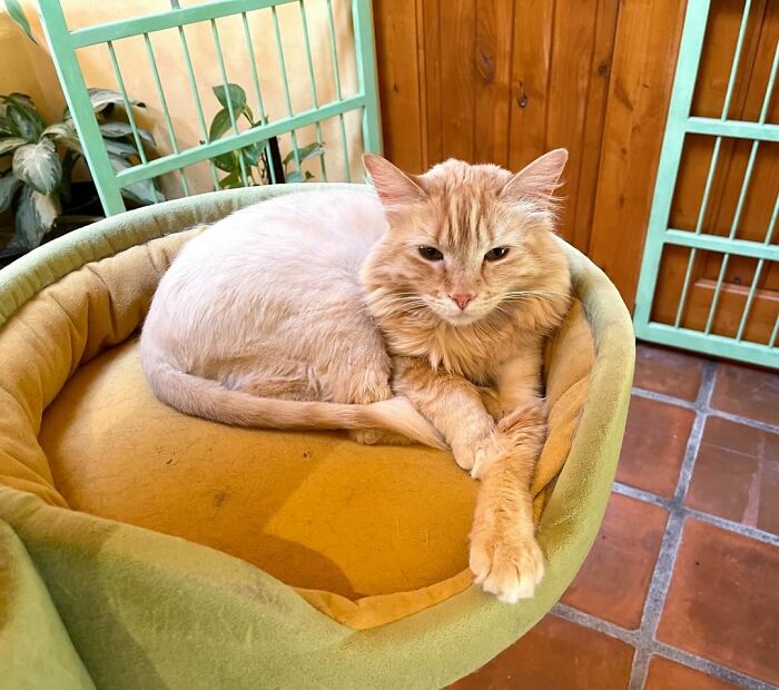 Este hombre diseñó la casa perfecta para sus más de 20 gatos rescatados