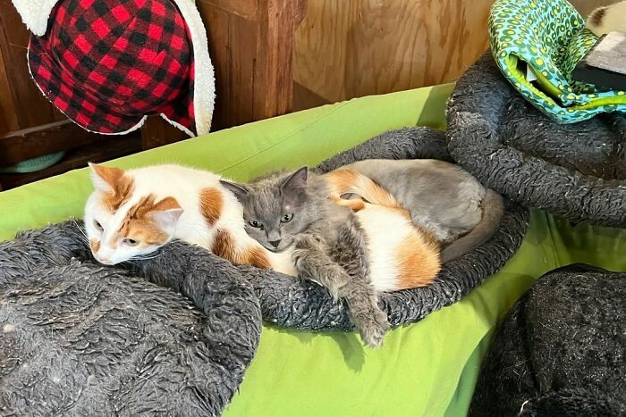 Este hombre diseñó la casa perfecta para sus más de 20 gatos rescatados
