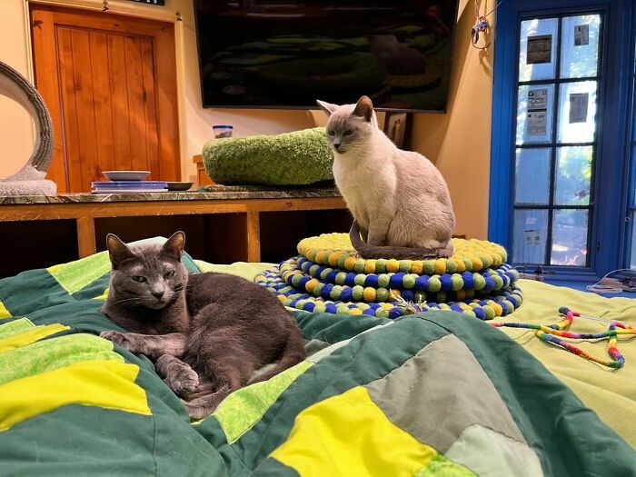 Este hombre diseñó la casa perfecta para sus más de 20 gatos rescatados