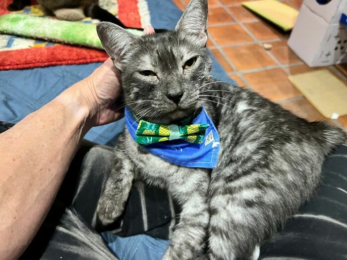 Este hombre diseñó la casa perfecta para sus más de 20 gatos rescatados