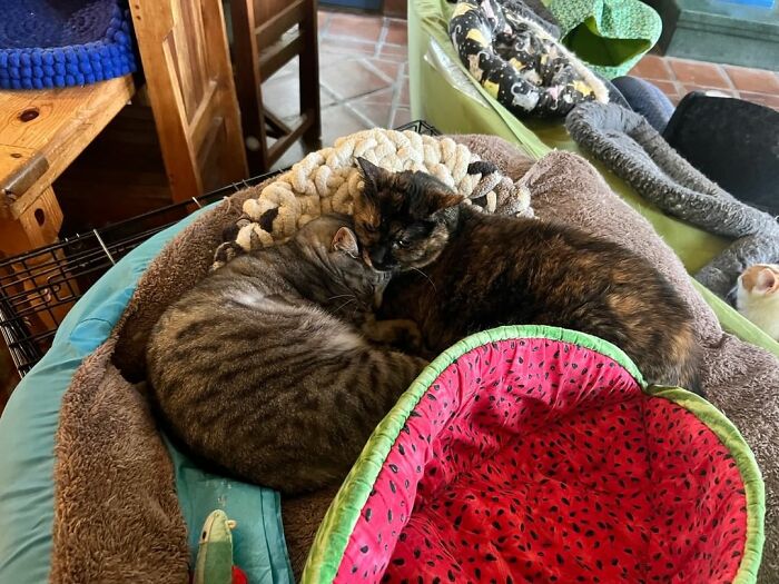 Este hombre diseñó la casa perfecta para sus más de 20 gatos rescatados