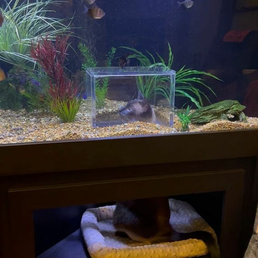 Este gato tiene su propio acuario hecho a medida que le permite observar a los peces de forma segura