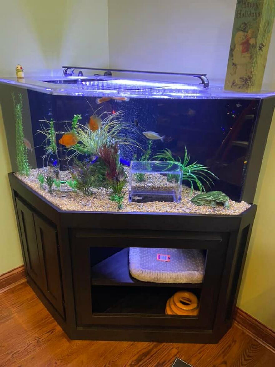 Este gato tiene su propio acuario hecho a medida que le permite observar a los peces de forma segura