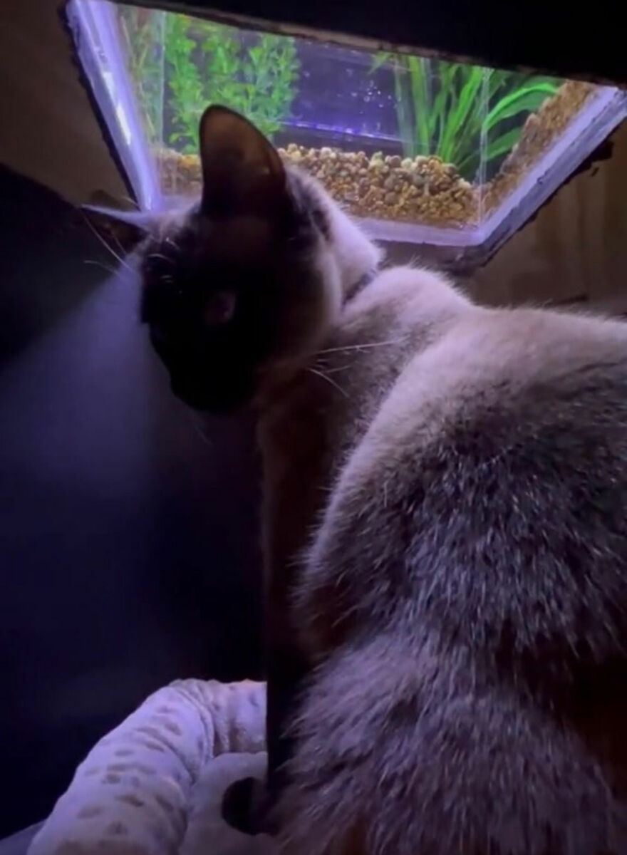 Este gato tiene su propio acuario hecho a medida que le permite observar a los peces de forma segura
