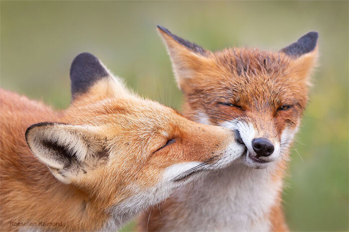 Teeth Inspection…the Perfect Excuse For A Secret Sign Of Affection