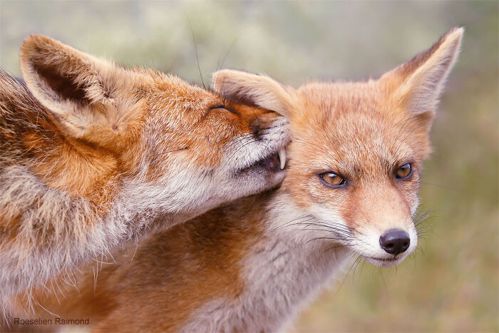 Ear Kissing Is Not For Everyone