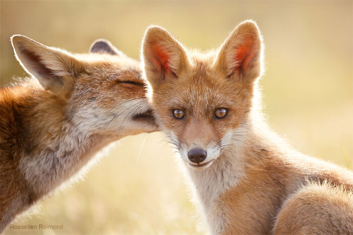 Surprised By A Kiss