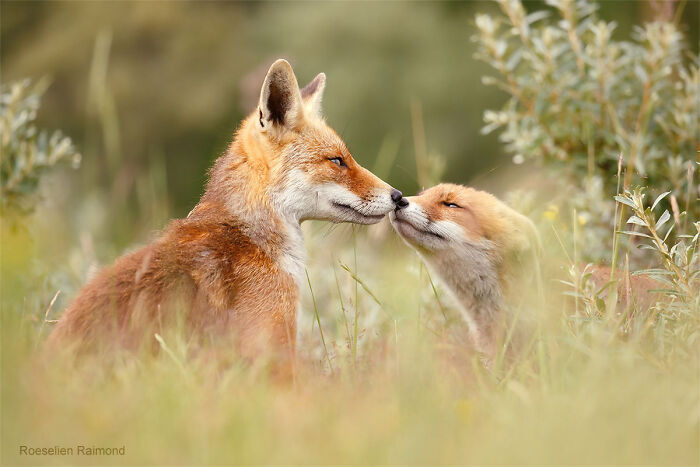 Nose Kiss For The Best Father Ever