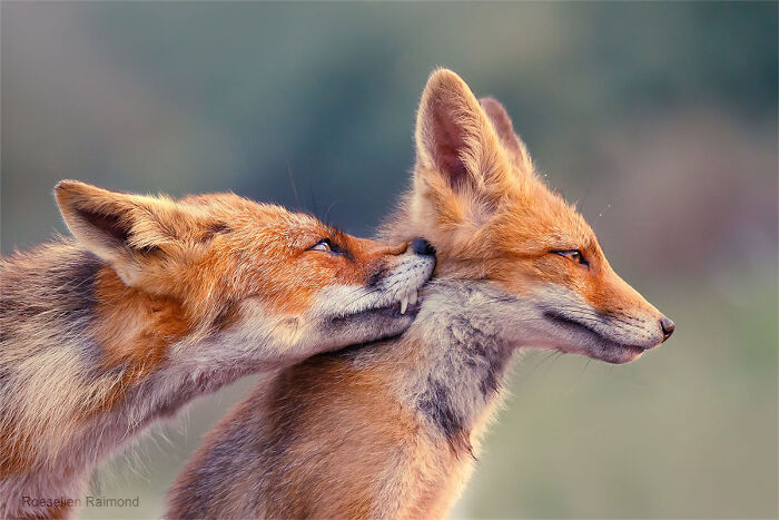 Love At First Bite
