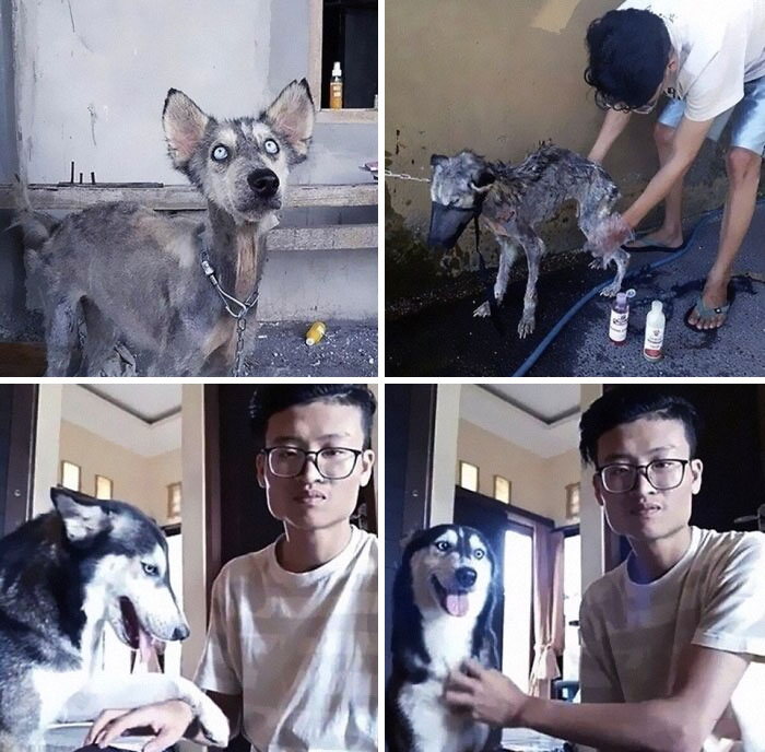 Este chico recogió a un perro exhausto que resultó ser un maravilloso husky