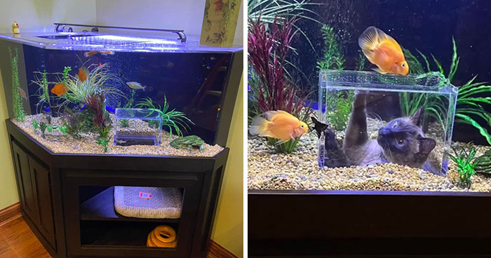 Este gato tiene su propio acuario hecho a medida que le permite observar a los peces de forma segura