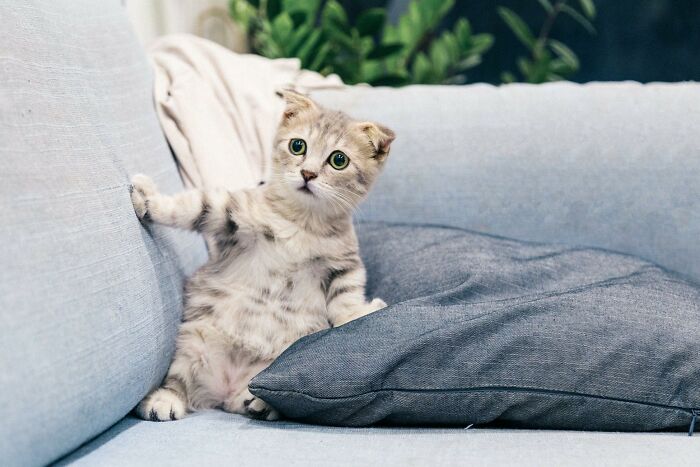 20 Datos sobre gatos que quizás nunca habías escuchado