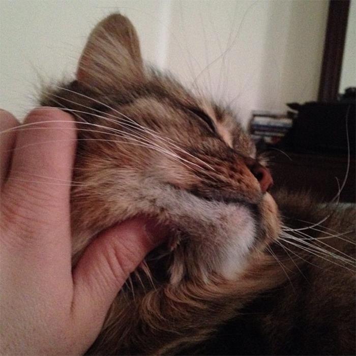 20 Datos sobre gatos que quizás nunca habías escuchado