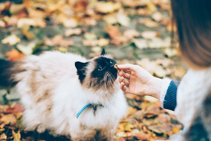20 Datos sobre gatos que quizás nunca habías escuchado