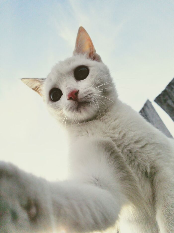 20 Datos sobre gatos que quizás nunca habías escuchado