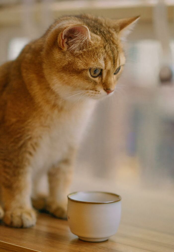 20 Datos sobre gatos que quizás nunca habías escuchado
