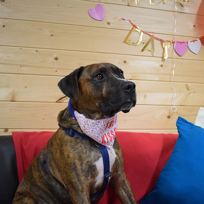 Este perro callejero llamado Luke no encuentra hogar por ser demasiado tímido, y el refugio le hizo una fiesta de adopción pero nadie se presentó