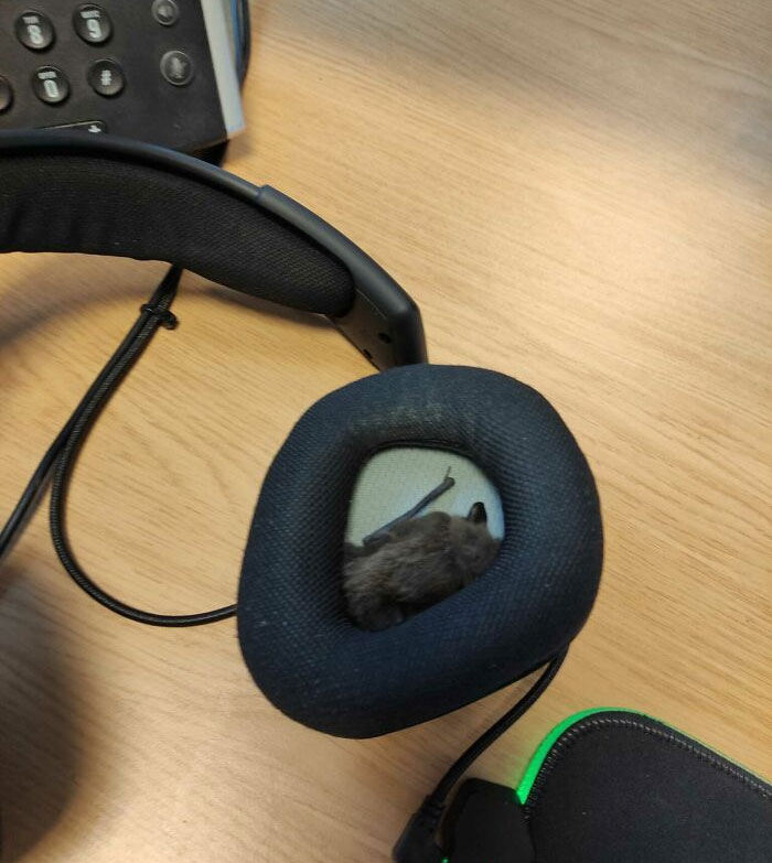 Esta mañana empecé a trabajar, me puse los auriculares, sentí algo peludo en la oreja, miré y había un murciélago en mis auriculares