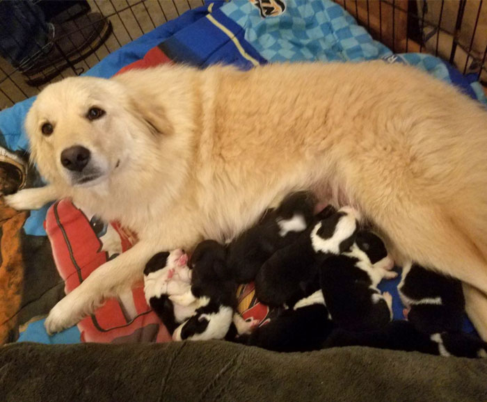 En algún lugar del cielo hay un perro blanco y negro que cuida de siete cachorros de labrador dorado