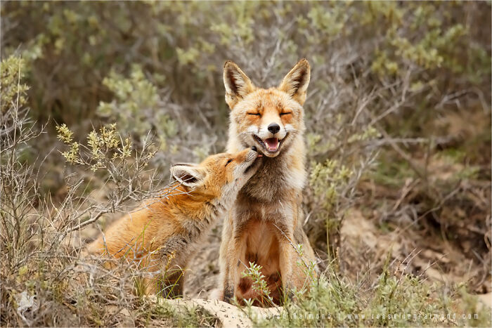 I Know That Foxes Will Use Any Excuse For A Good Cuddle Session