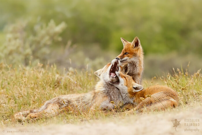 There’s One Thing I Can Still Agree To, Regarding The Stereotypes About Foxes. Foxes Are Smart Indeed