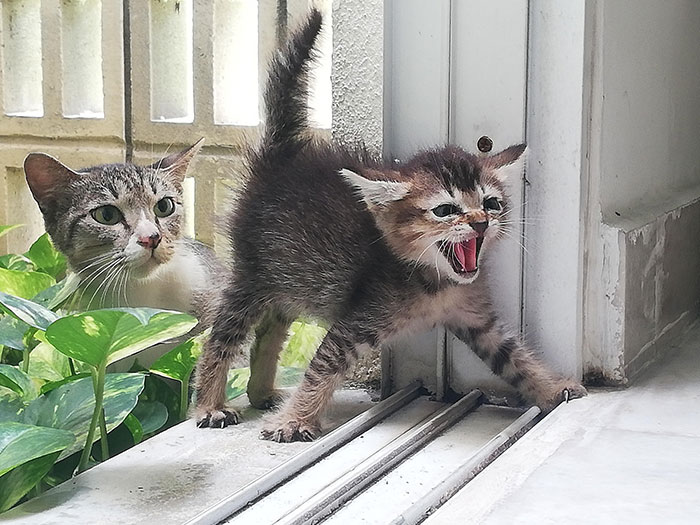 Hoy esta gata callejera vino con su gatito a mi casa. El pequeño era muy agresivo pero su madre estaba sorprendentemente tranquila 