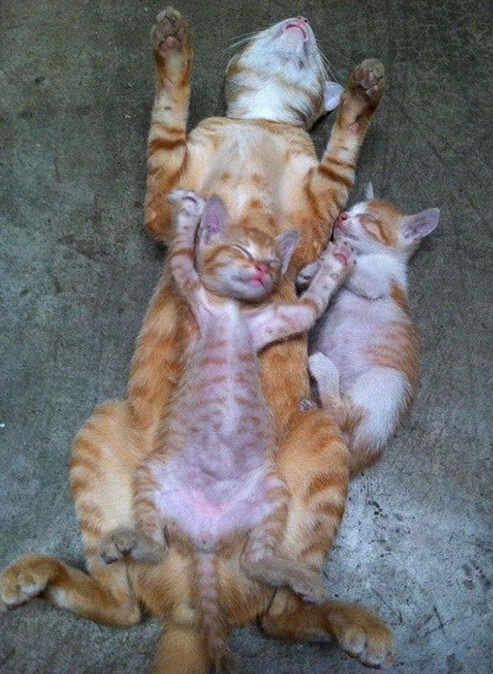Mi mamá es la mejor cama del mundo 