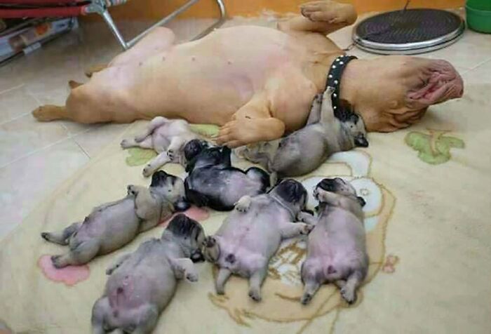 Dormidos