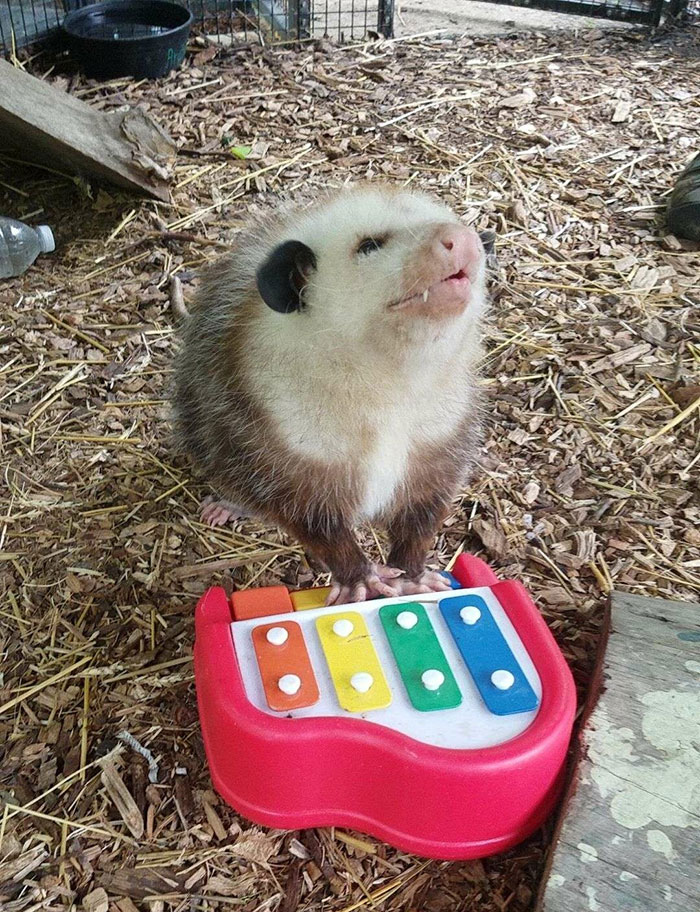 Disfrutando de la música