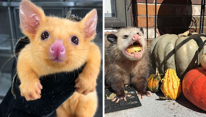 40 Fotos de zarigüeyas haciendo cosas tan ridículas como adorables