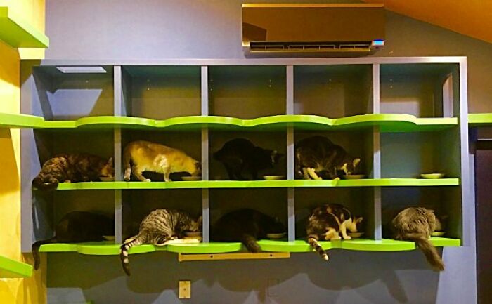 Este hombre diseñó la casa perfecta para sus más de 20 gatos rescatados
