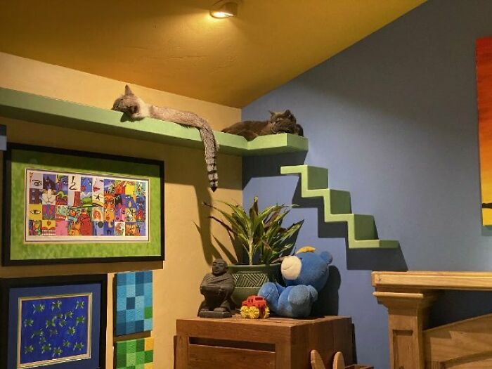 Este hombre diseñó la casa perfecta para sus más de 20 gatos rescatados