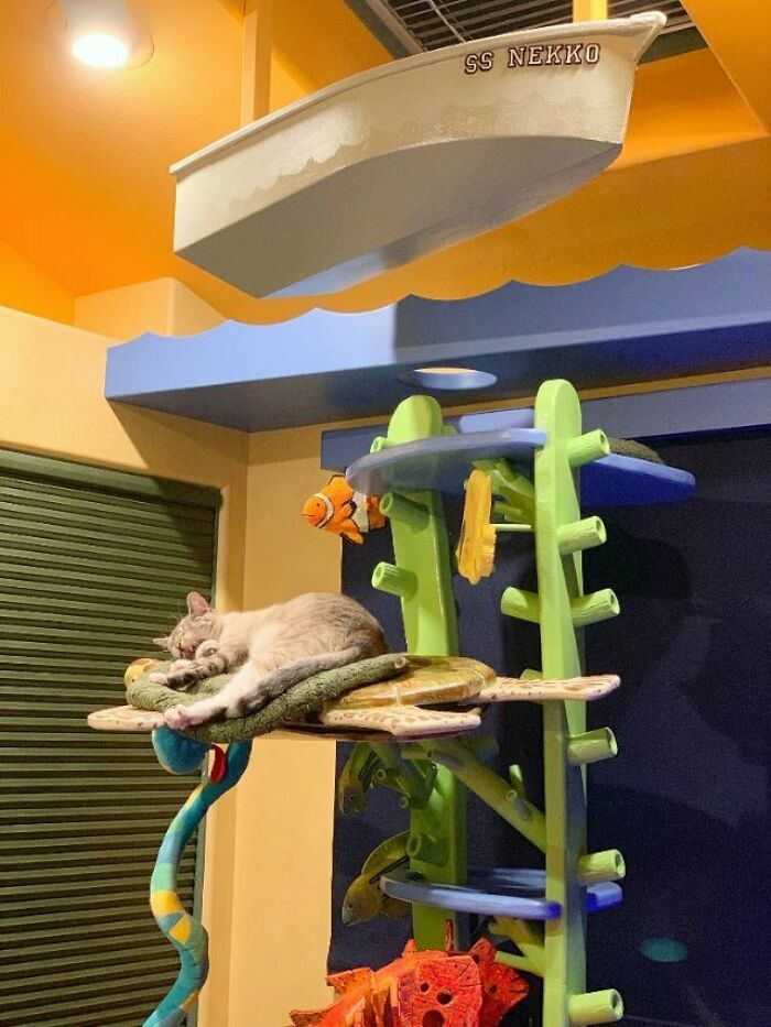 Este hombre diseñó la casa perfecta para sus más de 20 gatos rescatados