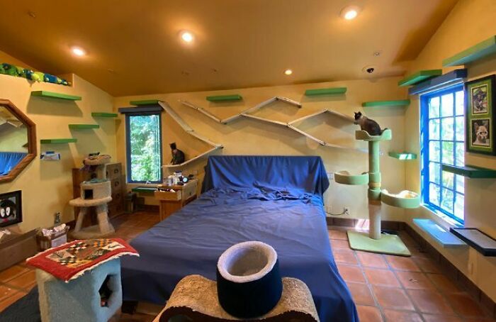 Este hombre diseñó la casa perfecta para sus más de 20 gatos rescatados