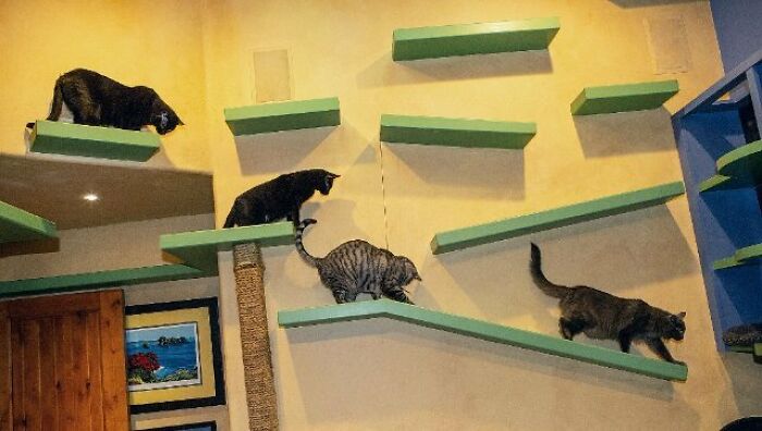 Este hombre diseñó la casa perfecta para sus más de 20 gatos rescatados