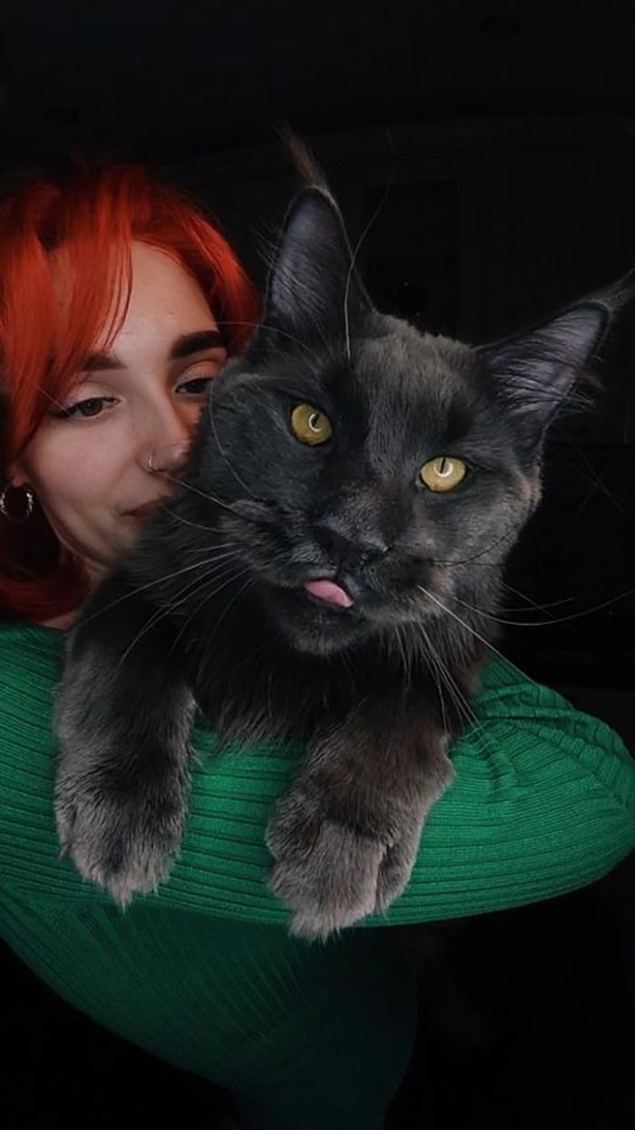 Este es Vincent, un gato Maine Coon que parece una pantera y actúa como un perro