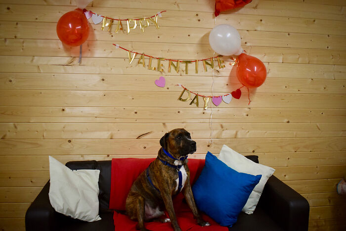 Este perro callejero llamado Luke no encuentra hogar por ser demasiado tímido, y el refugio le hizo una fiesta de adopción pero nadie se presentó