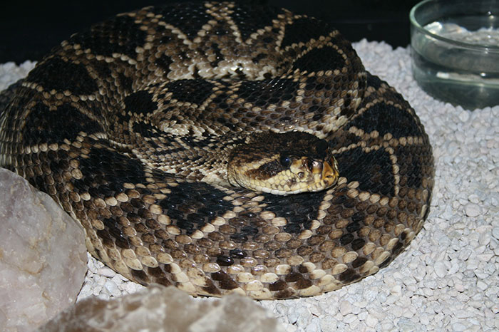Cómo sobrevivir a la mordedura de una serpiente venenosa