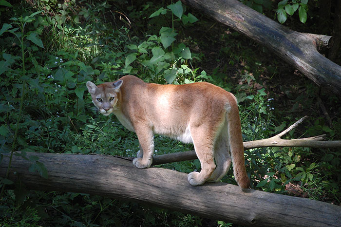 Cómo sobrevivir al contacto con un puma