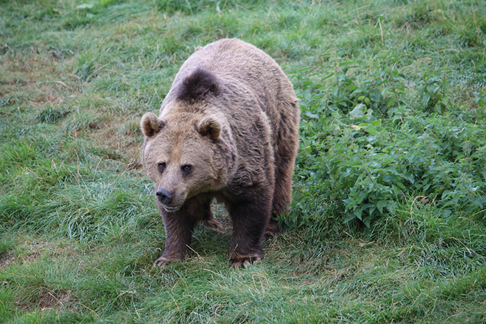 Cómo sobrevivir a un encuentro cara a cara con un oso