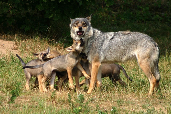 Cómo sobrevivir al ataque de un lobo