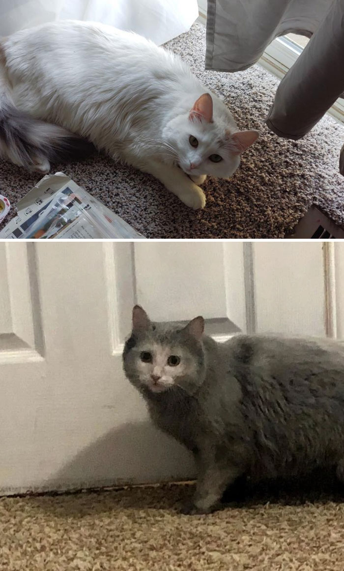 El gato de mi hermano se metió en la chimenea