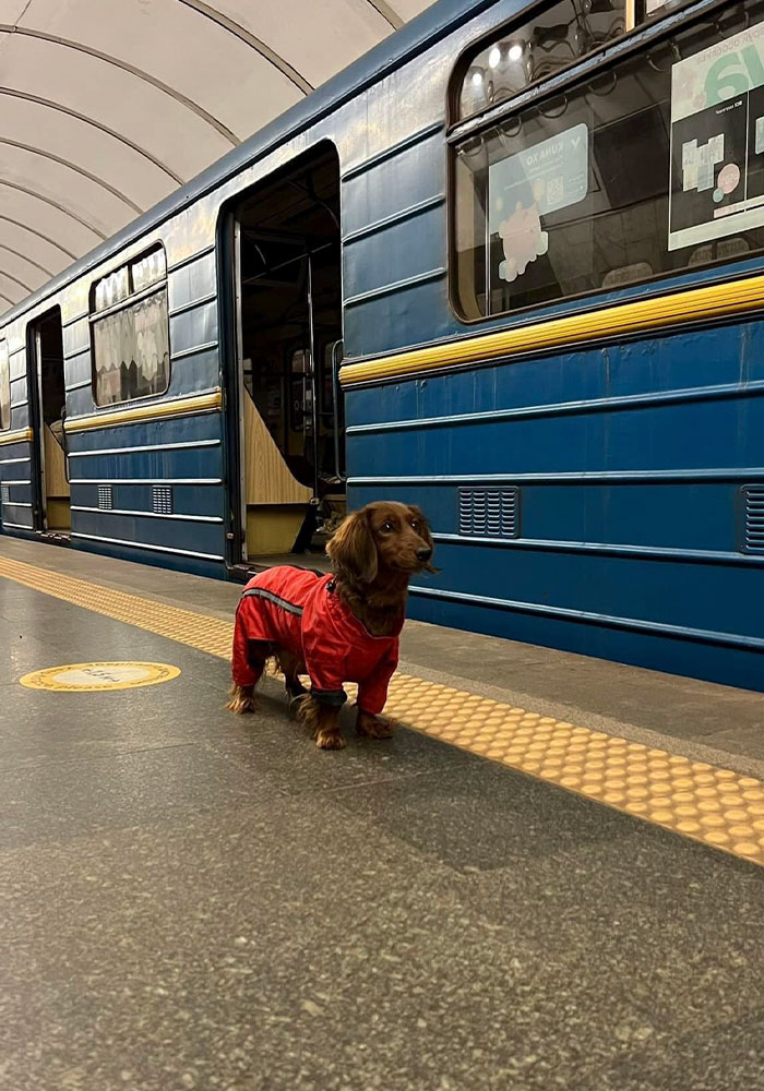 40 Photos Of Ukrainian Folks With Their Pets Amidst The War, Proving Just How Strong Human-Pet Love Can Really Be
