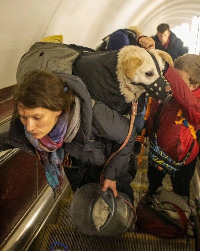 40 Photos Of Ukrainian Folks With Their Pets Amidst The War, Proving Just How Strong Human-Pet Love Can Really Be