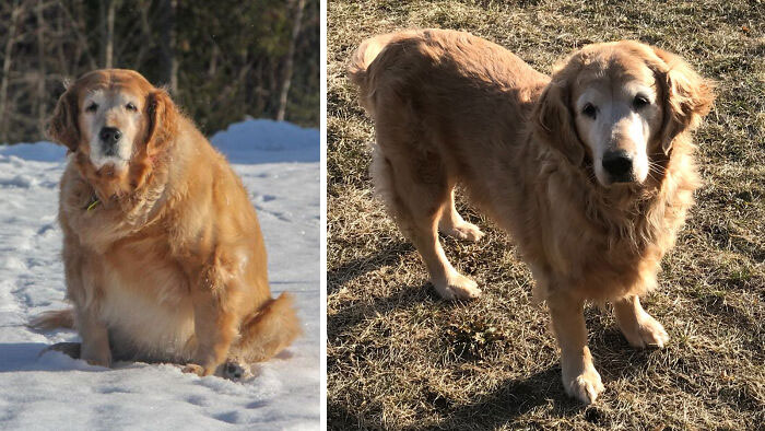 Dos años y toneladas de paseos después, Shiloh ha alcanzado su peso objetivo