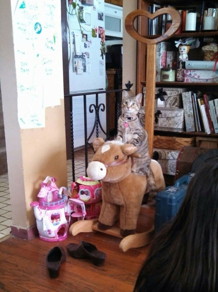 Vio a los niños jugar en ella y ahora maúlla hasta que la meces