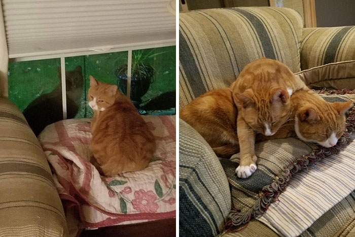 Rescaté un gato callejero en mi barrio. Por la noche su hermano venía a visitarlo. Realmente no tenía otra opción