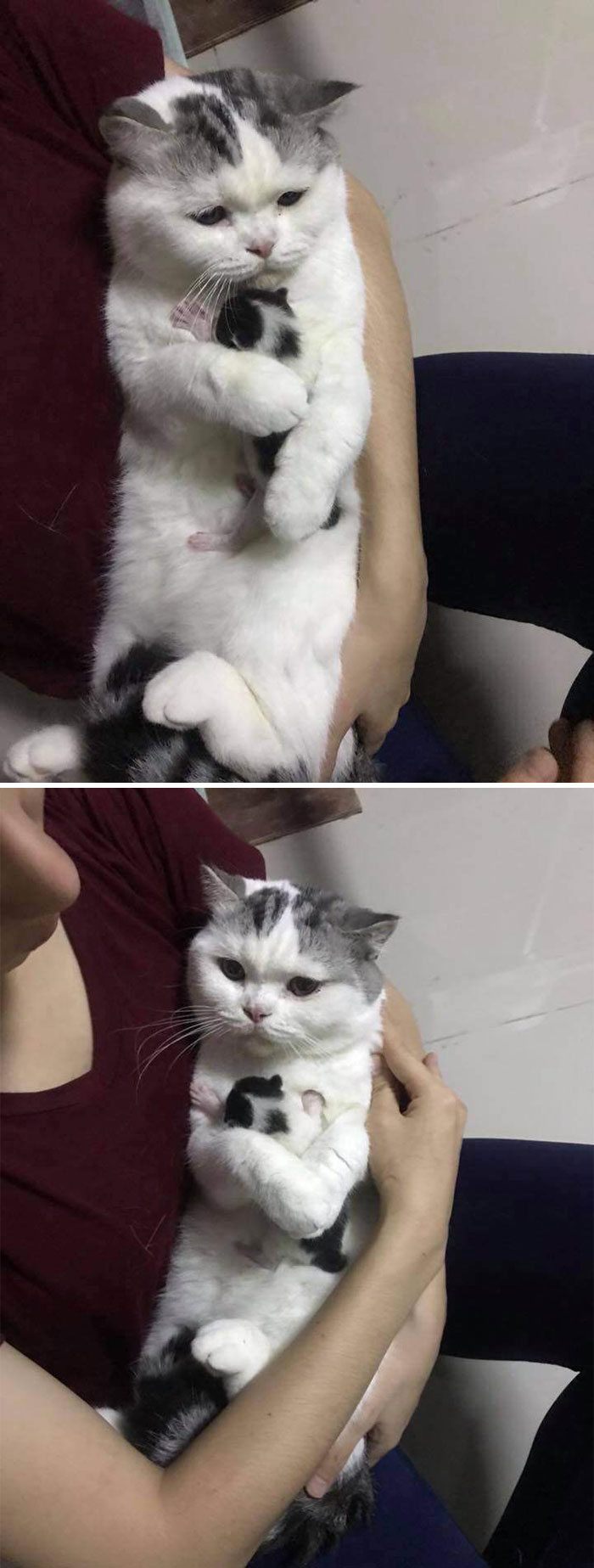 Humano, este es mi hijo